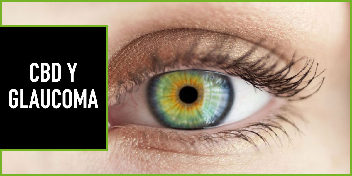 cbd-y-glaucoma cbd y glaucoma