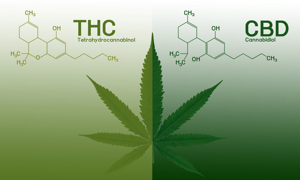 Diferencias Entre THC Y CBD, ¿Cuál Es Mejor? - HispaCBD