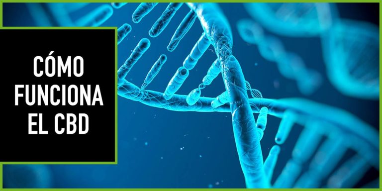 como-funciona-el-cbd cómo funciona el cbd