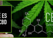 que es el cbd - guia cbd