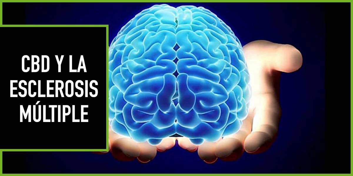 CBD-Y-ESCLEROSIS-MULTIPLE cbd y esclerosis multiple