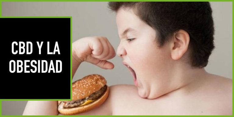 CBD-Y-LA-OBESIDAD La obesidad y el cbd