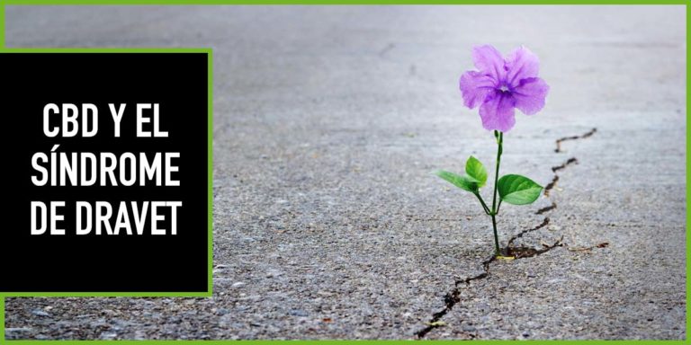 cbd-dravet cbd y dravet
