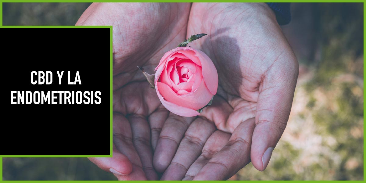 cbd-endometriosis cbd y endometriosis