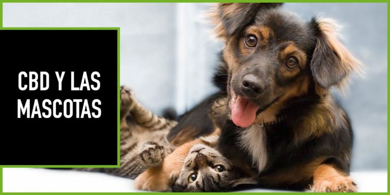 cbd-mascotas-perro-gato cbd perros y gatos