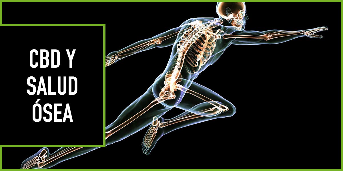 cbd-salud-osea CBD y salud osea