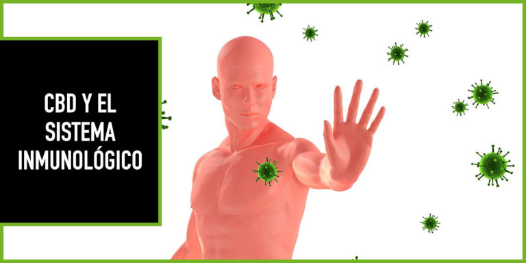 cbd-sistema-inmunitario cbd y sistema inmunitario