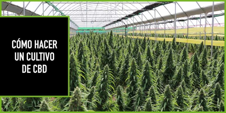 como-hacer-un-cultivo-cbd el auge del oro verde