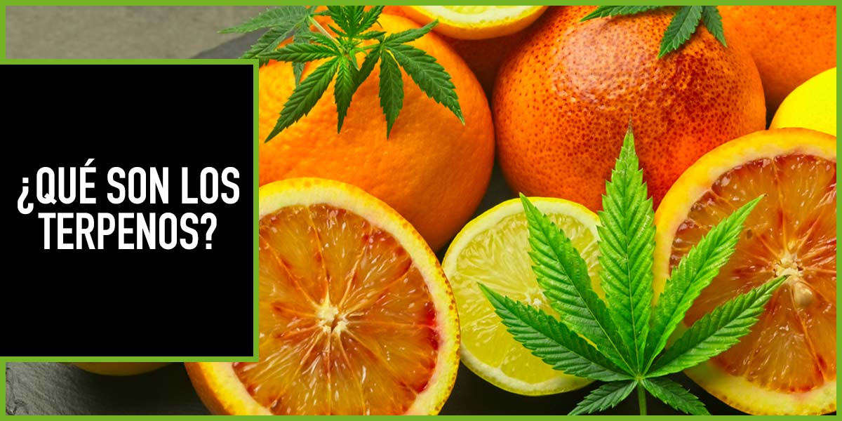 que son los terpenos la guia completa