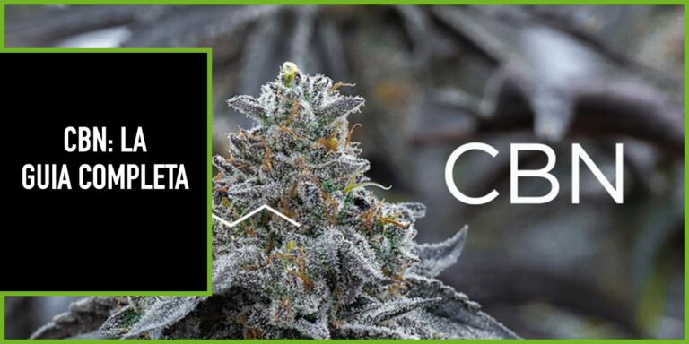 Curiosidades de las semillas de cannabis