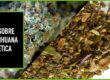 comprar marihuana sintetica