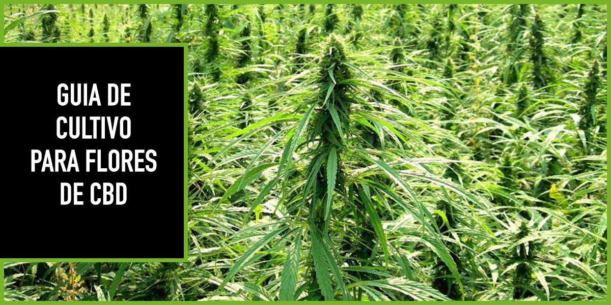 guia-cultivo-cbd
