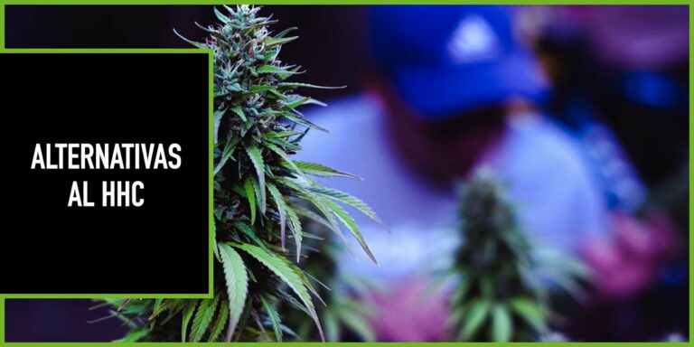 ALTERNATIVAS-HHC Blog 2
