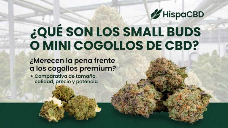 que-son-cogollos-mini Blog 39